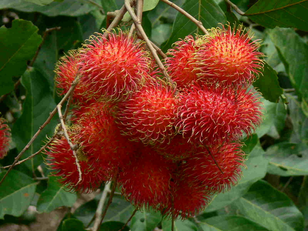 Chôm Chôm sấy ngon