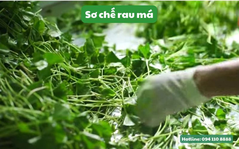 Sơ chế trước khi sấy bằng máy sấy lạnh rau má