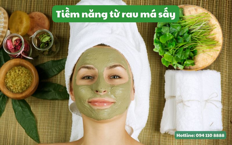 Tiềm năng kinh doanh từ rau má sấy lạnh