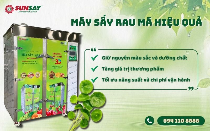 Máy sấy rau má hiệu quả